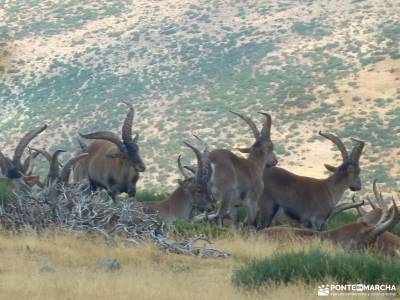 Circo Cerradillas-Loma Noruego; agencias de viaje especializadas albergues en navacerrada agencias d